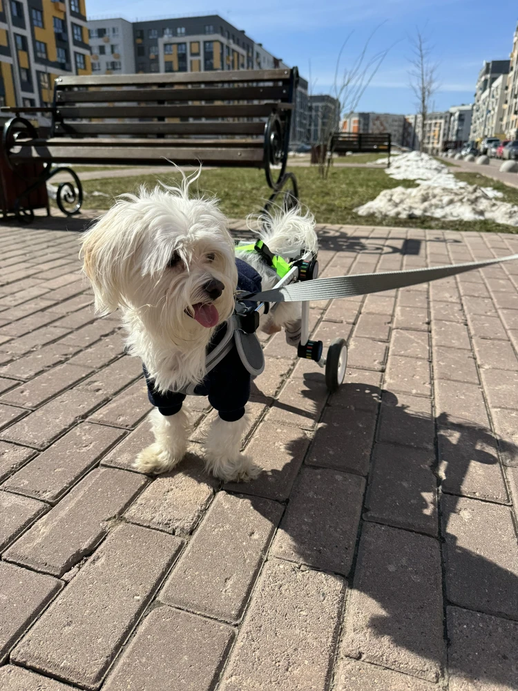 Dog photo