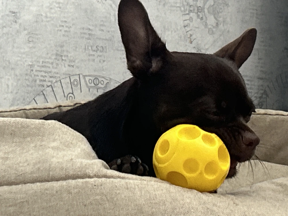 нашему мячику больше года. хоть и размер для моего собакена большой - это не имеет значения. все равно остается для него одной из самых любимых игрушек (потому что прочный). песик у меня грызун и игрушки живут у нас пару дней, но материал этого мячика безумно хорош! особенно нравятся ему маленькие ямки, за которые как раз и можно погрызть эту игрушку. однозначно рекомендую. видео того, какой мячик после года безпрерывных погрызываний песиля приложила. а так же несколько фото, которые сделаны в разные месяца этого года